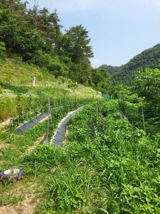 출석합니다초보귀농인님의 팜모닝 · 출석 작성글 사진