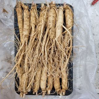 참깨6237님의 고추 · 영농일지 작성글 사진