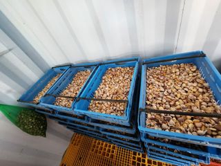 홍산농부님의 마늘 · 품종•종자 작성글 사진