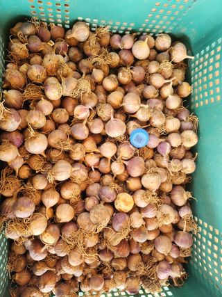 홍산농부님의 마늘 · 품종•종자 작성글 사진