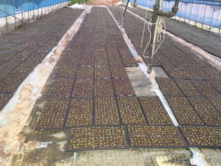 내몸애좋아님의 배추 · 영농일지 작성글 사진