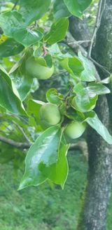 팜모닝 감·영농일지 게시글 이미지