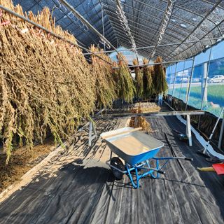 한상범님의 참깨 · 영농일지 작성글 사진