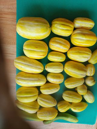 독골농원님의 자유주제 · 자유게시판 작성글 사진