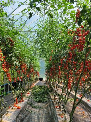 최창남님의 토마토 · 수확 작성글 사진