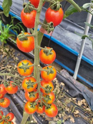 최창남님의 토마토 · 수확 작성글 사진