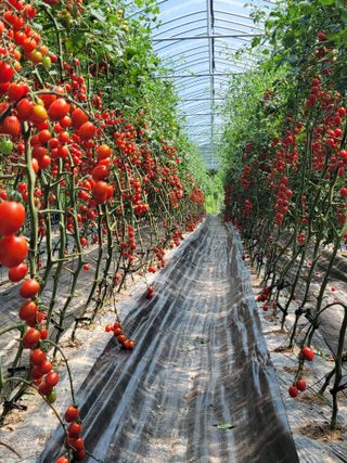 최창남님의 토마토 · 수확 작성글 사진