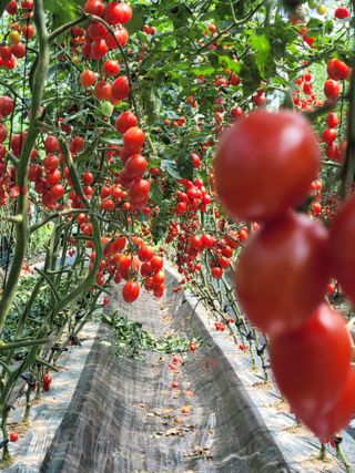 최창남님의 토마토 · 수확 작성글 사진