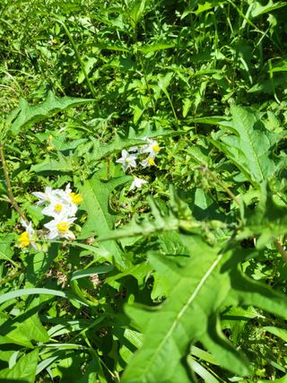 대운이네농원님의 자유주제 · 자유게시판 작성글 사진