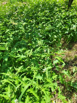 대운이네농원님의 자유주제 · 자유게시판 작성글 사진