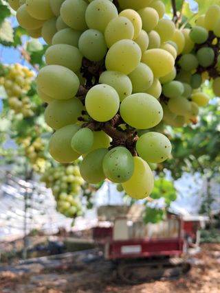 포도님의 포도 · 자유게시판 작성글 사진