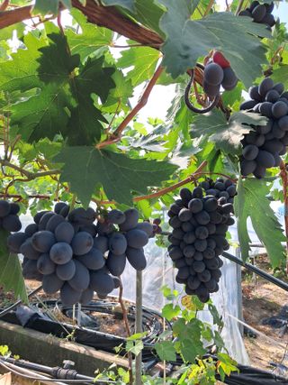 포도님의 포도 · 자유게시판 작성글 사진