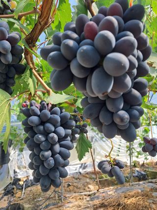 포도님의 포도 · 자유게시판 작성글 사진