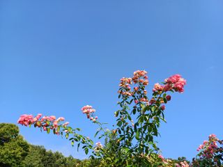 못내뜰애농원님의 자유주제 · 자유게시판 작성글 사진