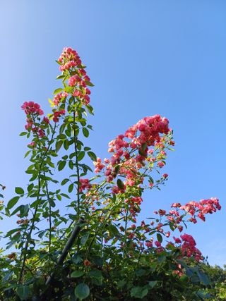 못내뜰애농원님의 자유주제 · 자유게시판 작성글 사진