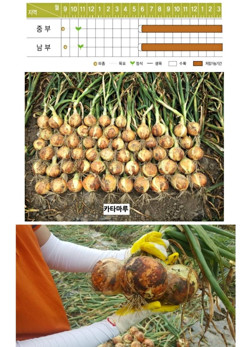 대산농사대장님의 장터 판매 상품 [카타마루 100g 양파씨앗 사은품 뿌리발근제] 첨부 사진