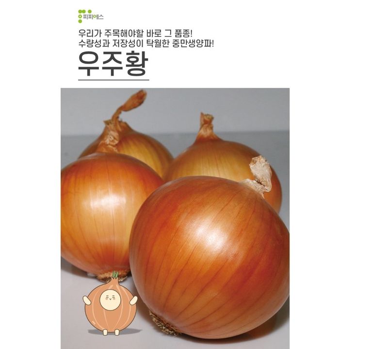 대산농사대장님의 장터 판매 상품 [빅할인 예약판매 우주황 양파씨앗 24000립  ] 첨부 사진