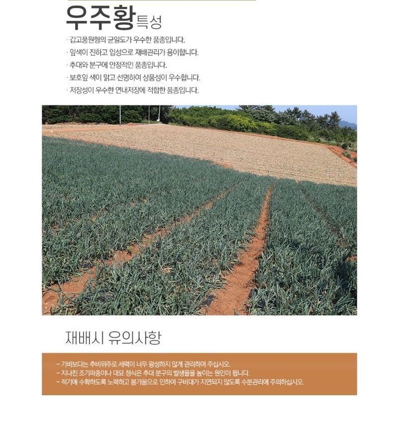 대산농사대장님의 장터 판매 상품 [빅할인 예약판매 우주황 양파씨앗 24000립  ] 첨부 사진