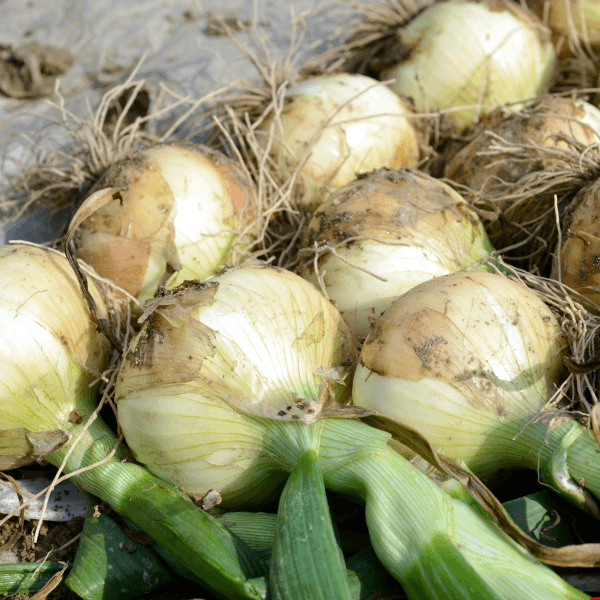 대산농사대장님의 장터 판매 상품 [빅할인 예약판매 우주황 양파씨앗 24000립  ] 첨부 사진