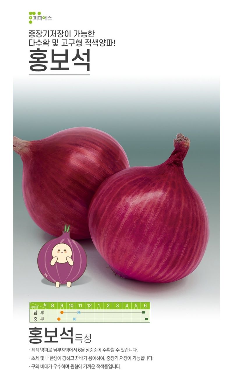 대산농사대장님의 장터 판매 상품 [홍보석 적양파 24000립 ] 첨부 사진