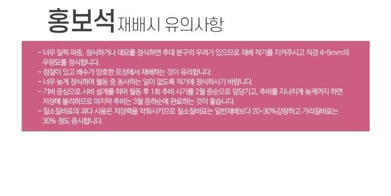 대산농사대장님의 장터 판매 상품 [홍보석 적양파 24000립 ] 첨부 사진