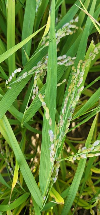 친환경님의 벼 · 병해충상담 작성글 사진