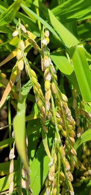 친환경님의 벼 · 병해충상담 작성글 사진