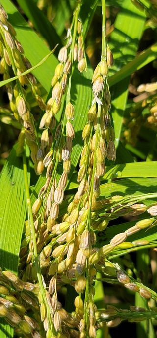 친환경님의 벼 · 병해충상담 작성글 사진