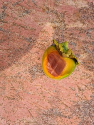 애기봉 초보농부님의 감 · 병해충상담 작성글 사진