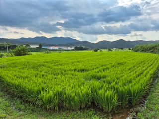조위래님의 벼 · 영농일지 작성글 사진