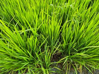 조위래님의 벼 · 영농일지 작성글 사진