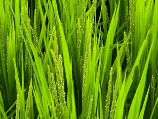 조위래님의 벼 · 영농일지 작성글 사진