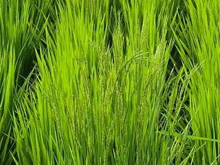 조위래님의 벼 · 영농일지 작성글 사진