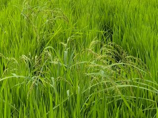 조위래님의 벼 · 영농일지 작성글 사진