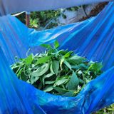 팜모닝 고추·영농일지 게시글 이미지