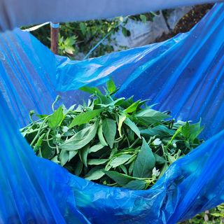 김영미(용흥팜)님의 고추 · 영농일지 작성글 사진