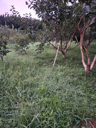 키다리님의 감 · 영농일지 작성글 사진