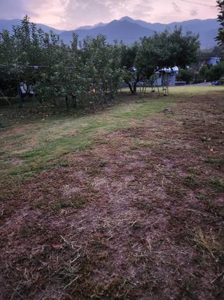 키다리님의 감 · 영농일지 작성글 사진