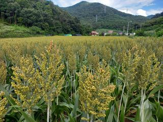 봉골농장님의 자유주제 · 자유게시판 작성글 사진