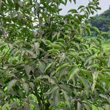 팜모닝 감·병해충상담 게시글 이미지