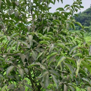 심창규 님의 감 · 병해충상담 작성글 사진