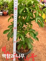 팜모닝 자유주제·자유게시판 게시글 이미지