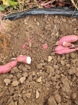 실로암농원님의 자유주제 · 자유게시판 작성글 사진