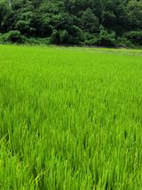 팜모닝 벼·영농일지 게시글 이미지