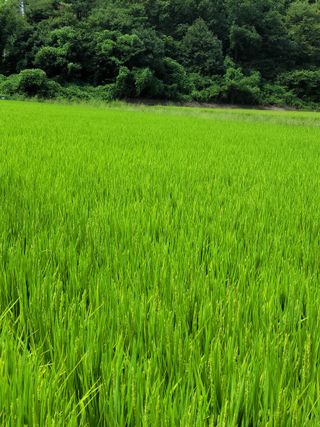 마늘21000님의 벼 · 영농일지 작성글 사진