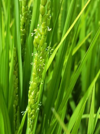 마늘21000님의 벼 · 영농일지 작성글 사진