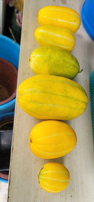 신화숙님의 기타작물 · 영농일지 작성글 사진