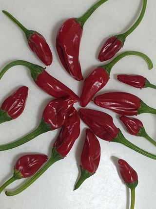 금은숙님의 고추 · 영농일지 작성글 사진