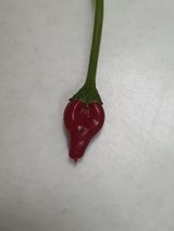 팜모닝 고추·영농일지 게시글 이미지