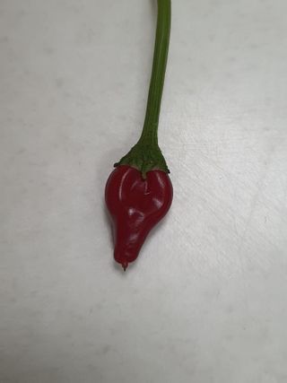 금은숙님의 고추 · 영농일지 작성글 사진